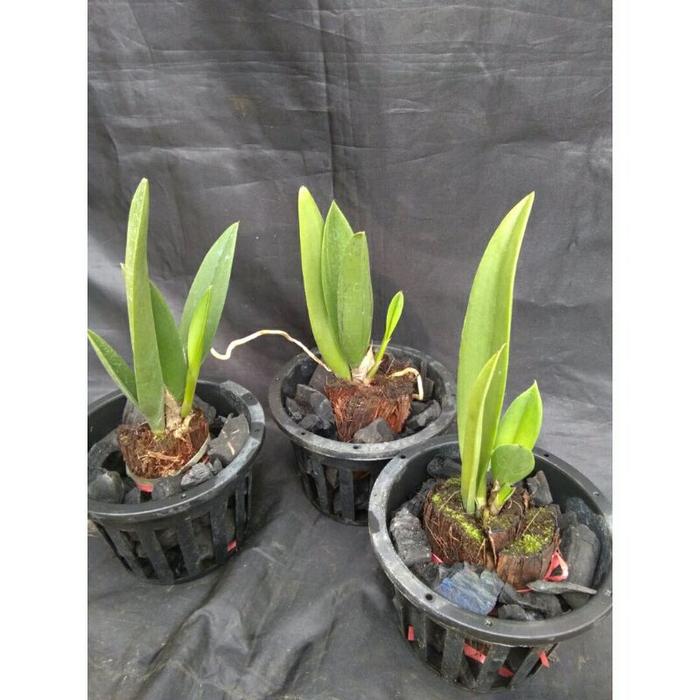 Oncidium Lanceanum