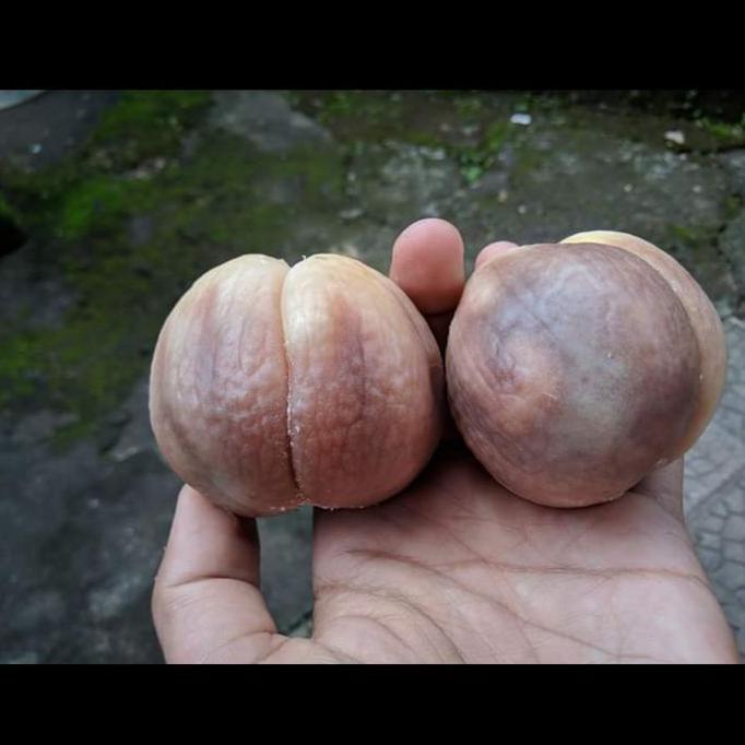 Ready...Ready...Ready...] Salak Bali Asli Karangasem Dijamin Manis