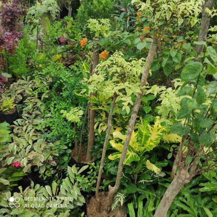 bonsai anting putri salju