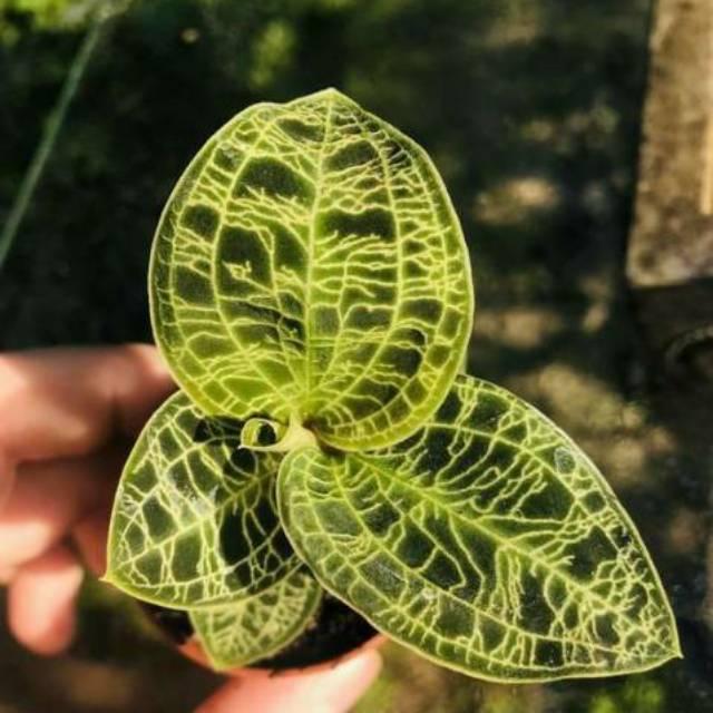 Maes - anggrek permata - jewel orchid