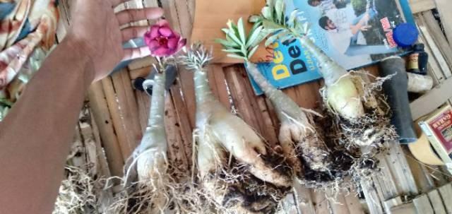 VINO Bibit Adenium Bunga Tumpuk Impor Size B Murah