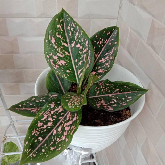 Aglonema Ruby Pink