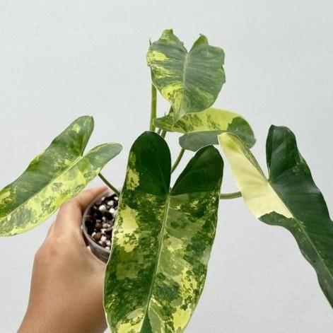 Ready Burlemax Variegata - Taman Hias Indoor Philodendroon Brekele
