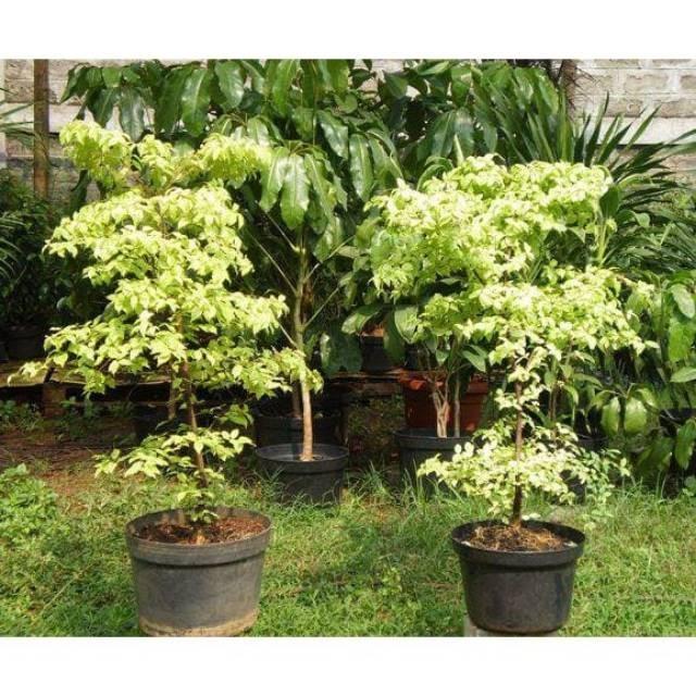 TANAMAN HIAS ANTING PUTRI/BAHAN BONSAI ANTING PUTRI