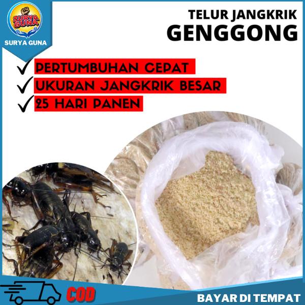 Jangkrik Kalung Jual telur Jangkrik Kalung BATAM