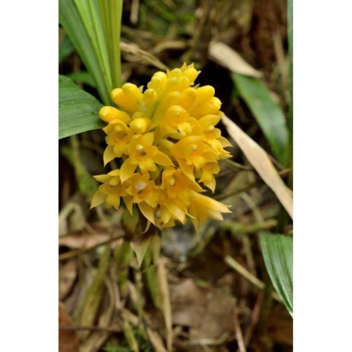 Promo bibit anggrek calanthe densiflora calanthe densiflora