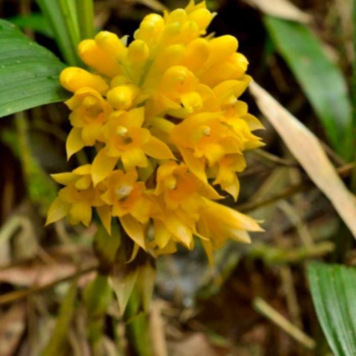 Promo bibit anggrek calanthe densiflora calanthe densiflora COD