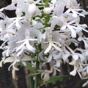 terlaris anggrek tanah calanthe triplicata / calanthe putih