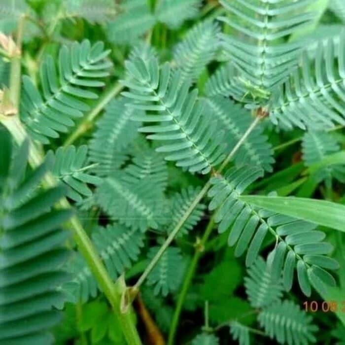 AKAR DAUN PUTRI MALU SEGAR