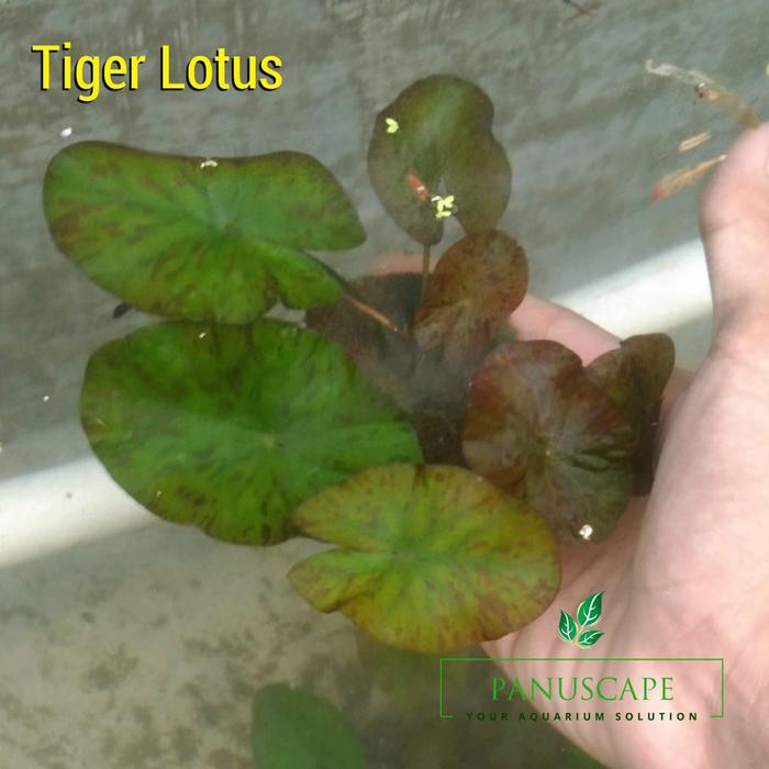 Dicari Tiger Lotus