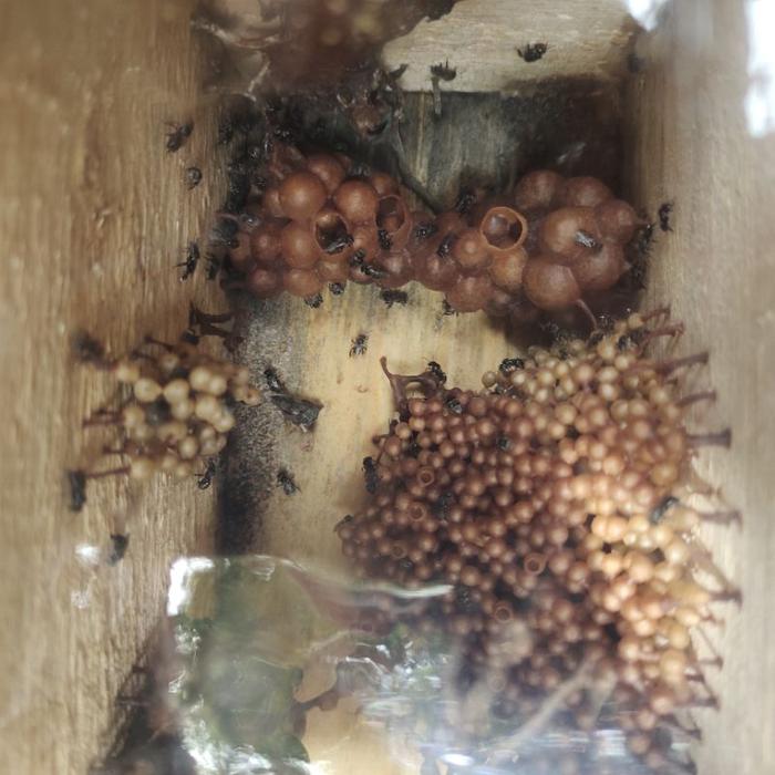 Special bibit koloni klanceng trigona leavicep / lebah tanpa sengat