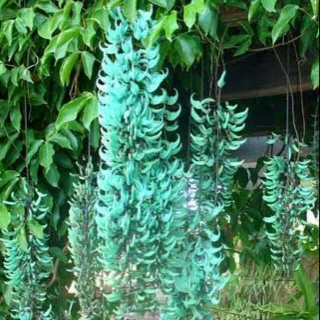 Flame Of Irian Biru