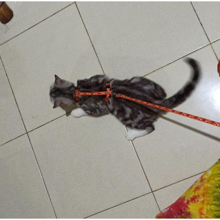 Harnes H kucing kelinci anjing ras kecil tali tuntun