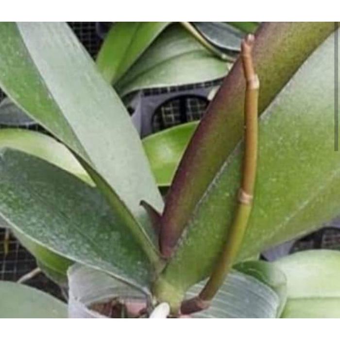 angbul spike / berbunga
