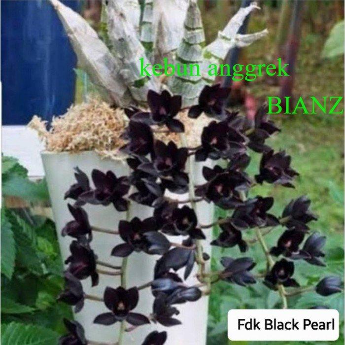 ANGGREK CATASETUM FDK BLACK PEARL SVO - Kecil