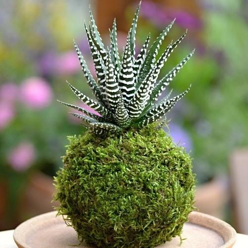 Mossball - Zebra Haworthia Fasciata