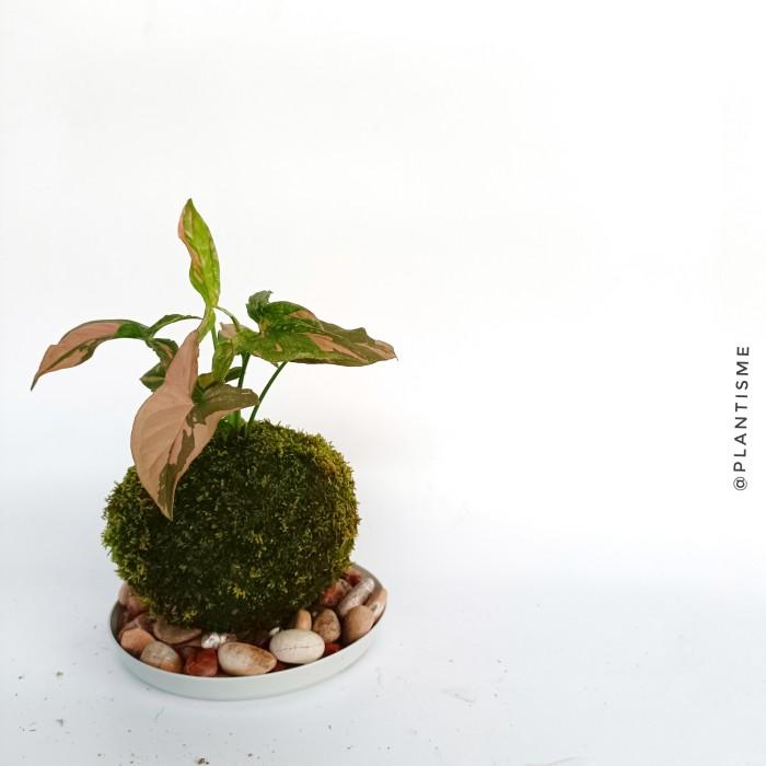 Mossball - Syngonium Pink Splash - w/ Gantungan