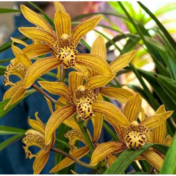 Anggrek Cymbidium Chen Ruby - Tanaman Hias Hidup - Bunga hidup