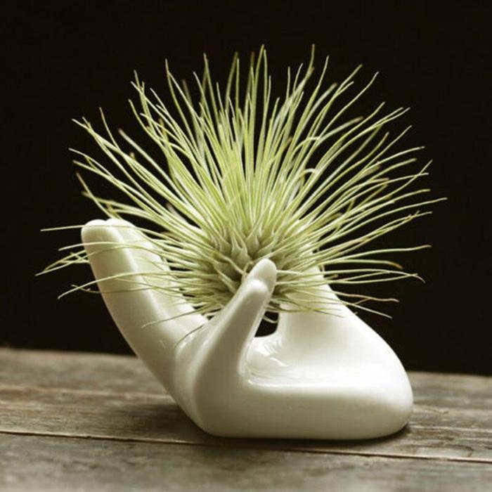 AM ~ Tanaman Udara Keramik Porselen, Pemegang Tillandsia