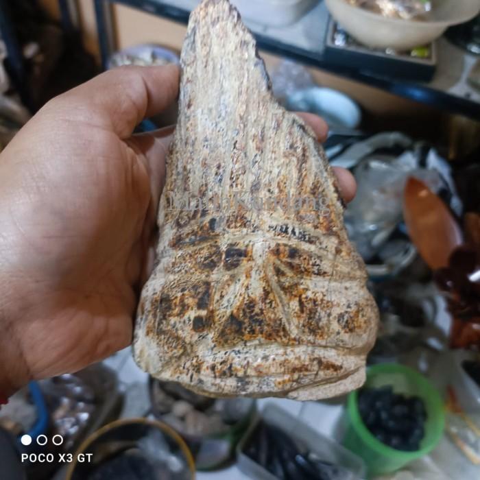 fosil ikan purba ori bk megantara lar gangsir antik