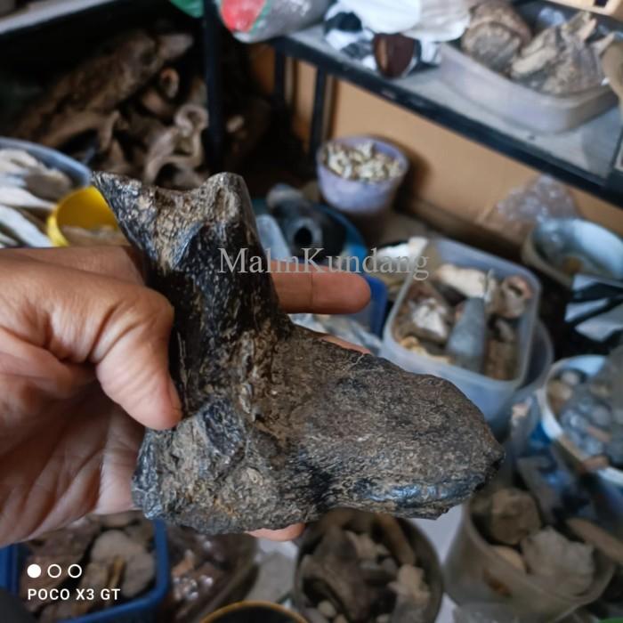 fosil tulang punggung bison sapi liar amerika ori bk megantara antik