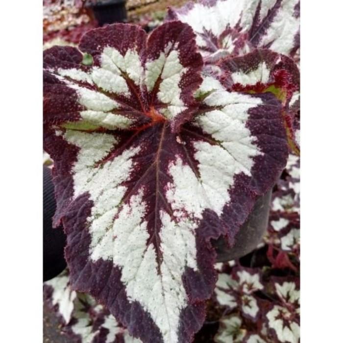 Begonia keong baldu ..