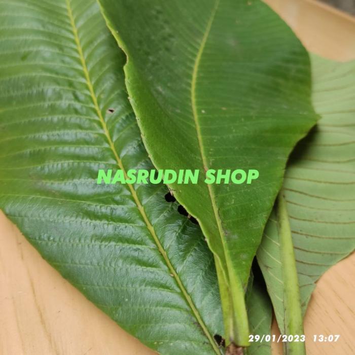 DAUN SEMPUR | SIMPU | SIMPUR | SEMPU | DILLENIA PENTAGYNA | SIMPOR |