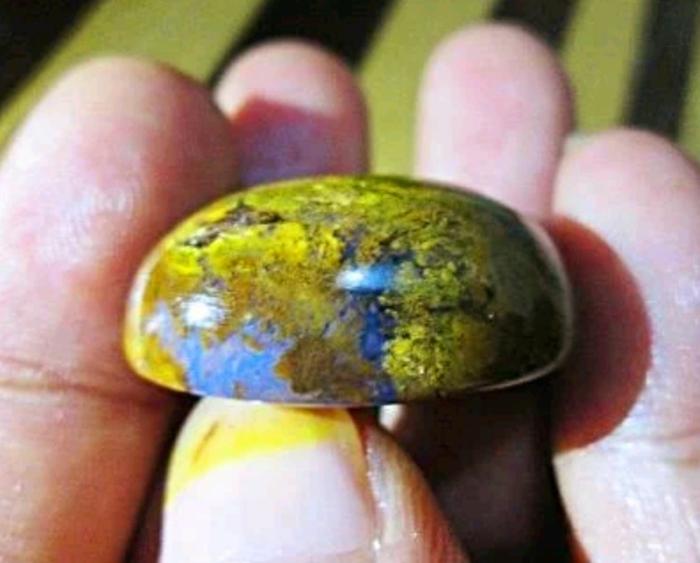 BACAN DOKO COKLAT ELEKTRIK,....Size Jumbo mumbul