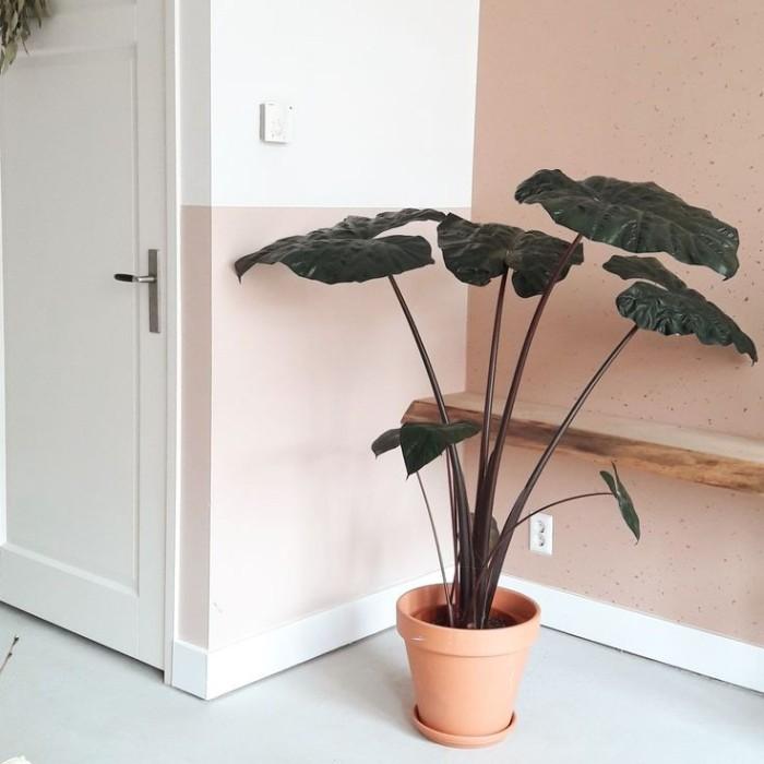 Monstera Alocasia Sarawakensis Yucatan Princess