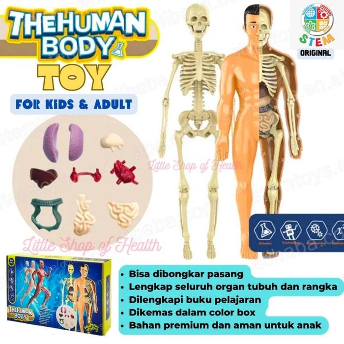 Ready stok HUMAN BODY ANATOMY MODEL - MAINAN DOKTER - MAINAN TENGKORAK