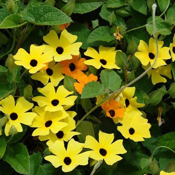 ' 10Pcs Black Eyed Susan Vine Thunbergia Alata -