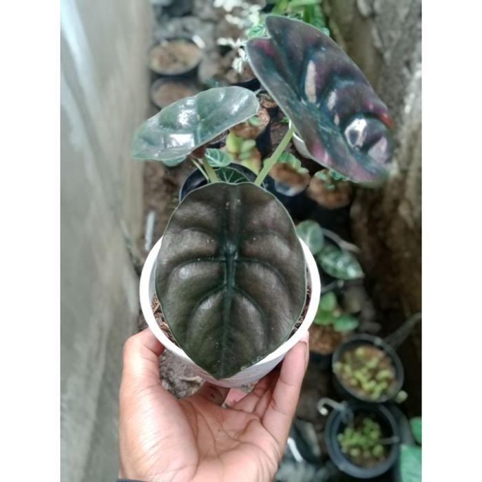 ALOCASIA TENGKORAK CUPREA TENGKORAK HITAM