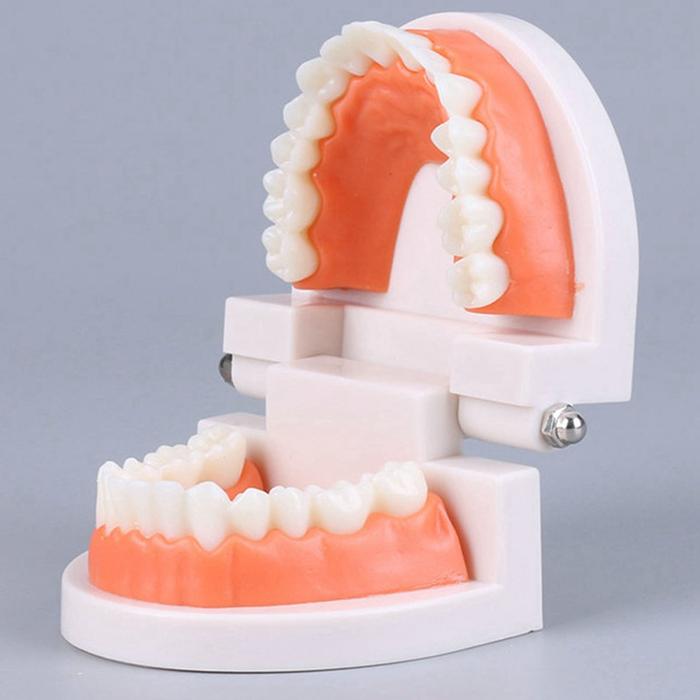 Dental model study edukasi dokter gigi phantom studi rahang gigi