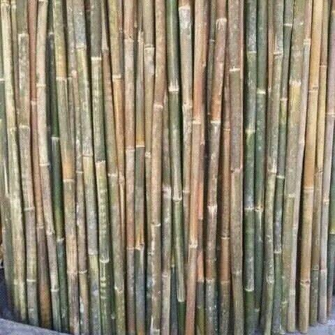 Tongkat Bambu pramuka polos / ukuran 160cm