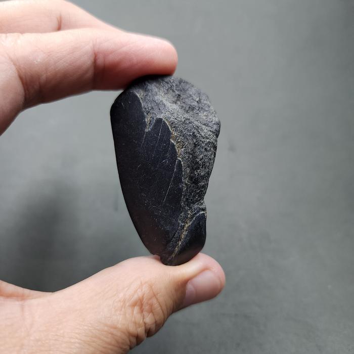 SUPER RARE | Half-Polished Javan Megalodon Tooth Fossil Fragment Natural Fosil Gigi Hiu Purba Megalo