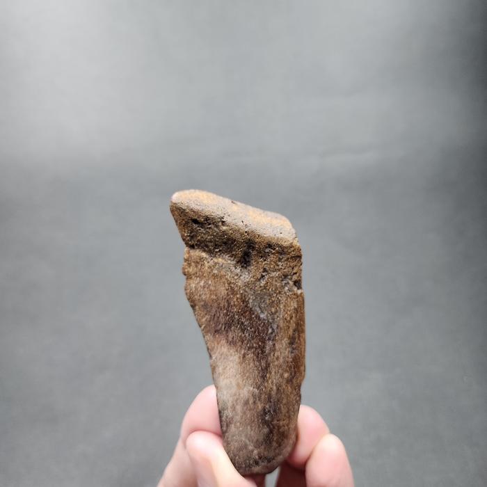 SUPER RARE | Half-Polished Javan Megalodon Tooth Fossil Fragment Natural Fosil Gigi Hiu Purba Megalo