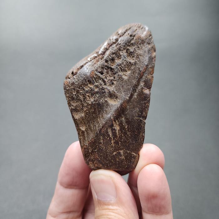 SUPER RARE | Half-Polished Javan Megalodon Tooth Fossil Fragment Natural Fosil Gigi Hiu Purba Megalo