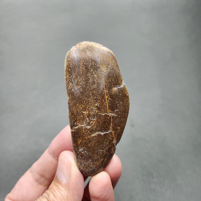 SUPER RARE | Half-Polished Javan Megalodon Tooth Fossil Fragment Natural Fosil Gigi Hiu Purba Megalo