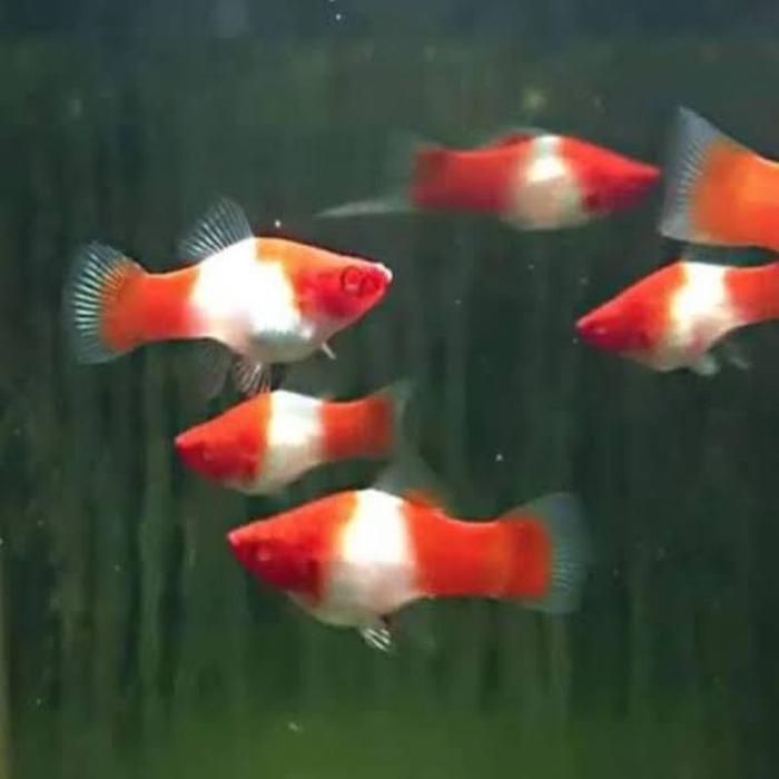 PLATY KOHAKU REPLIKA SIZE ± 3CM