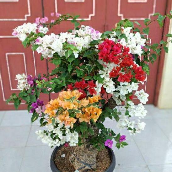(PROMO!!!) tanaman bunga bougenville 4 warna tanaman hias bougenville