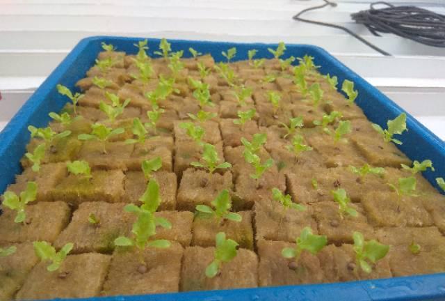 Media Tanam Hidroponik Rockwool Cultilene 1 Slab