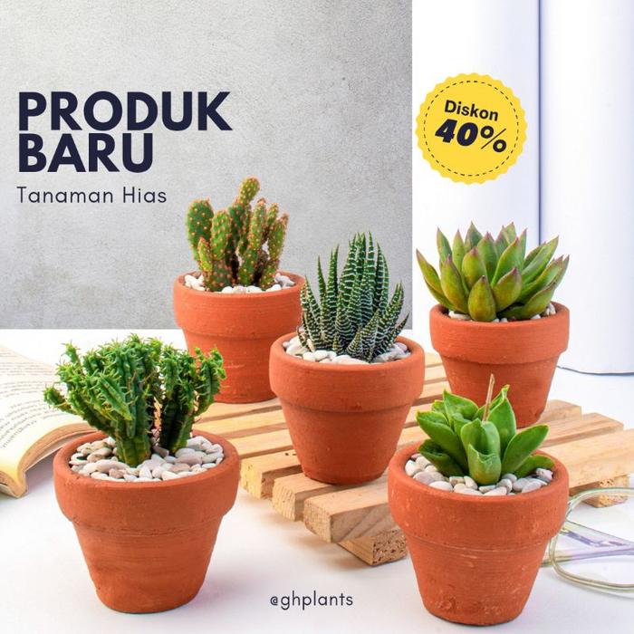 Tanaman Hias Kaktus Cactus Sukulen Succulent Echeveria 50 Jenis Bebas Pilih Pot gerabah/plastik