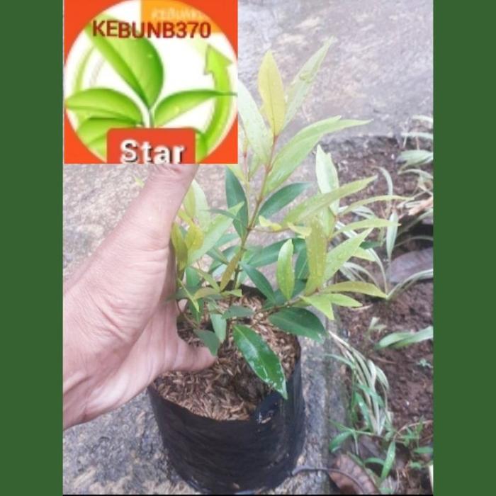 tanaman hias pucuk merah /murah beli 10 bonus 1