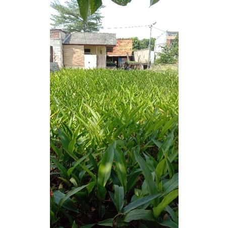 Tanaman Hias Pisang Pisangan Heliconia