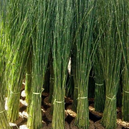 Tanaman Bambu Air / Bambu Hoki PROMO PERIKAT ISI 40 btg (Tinggi 70-80cm)