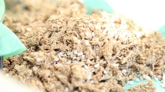 SPHAGNUM MOSS KERING Media Tanam Tanaman Karnivora/Tavor