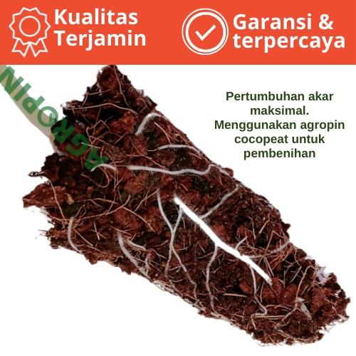 media semai benih tanaman coco peat murni 100% bebas tanin