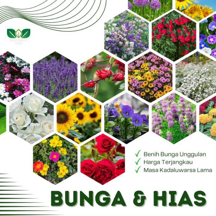 Bibit tanaman dan bunga unggulan bunga matahari mawar melati telang ungu