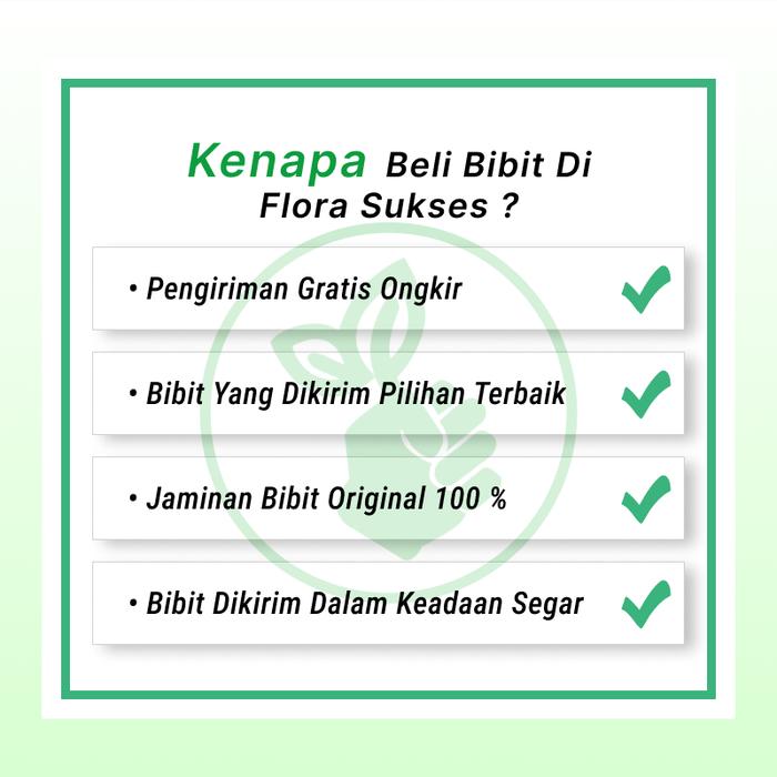 SEKAM BAKAR 500 GRAM MEDIA TANAM SEKAM BAKAR TANAMAN SEKAM BAKAR HIDROPONIK