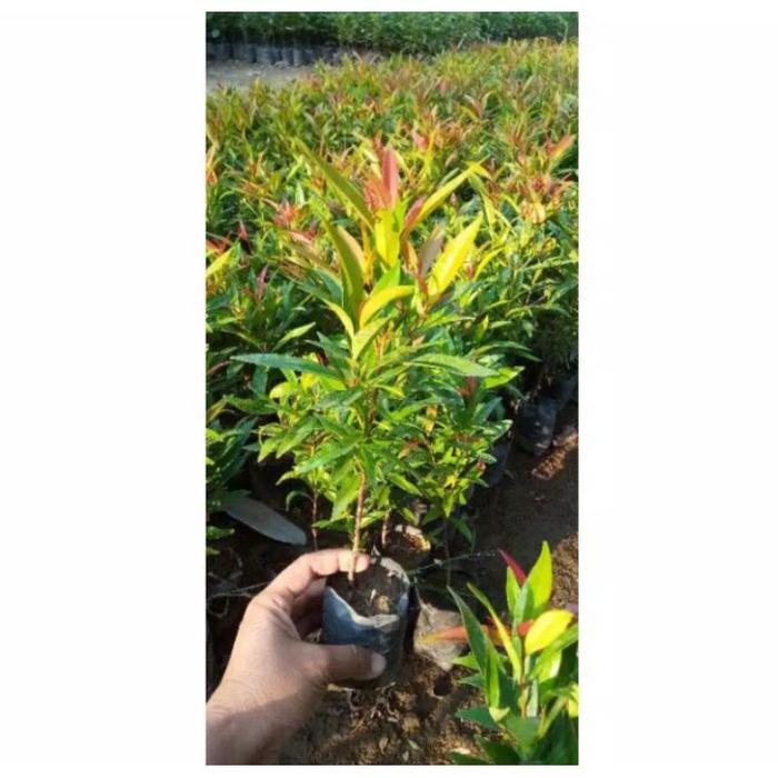 NIKO~ BIBIT PUCUK MERAH SIAP TANAM (buat taman) beli 5 gratis 1